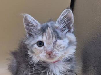Mittens -  Domestic Long Hair Cat for Adoption in Portland, Oregon - Mittens | PetCurious