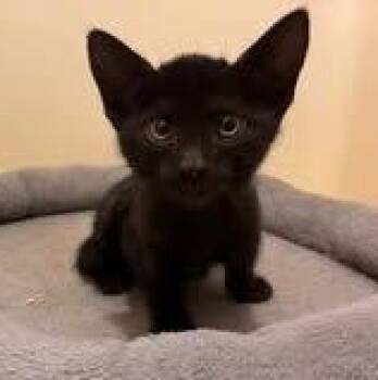 Jude -  Domestic Short Hair Cat for Adoption - Jude | PetCurious