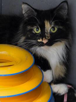 Domestic Long Hair Cats Available for Adoption in Hinckley, Illinois - Scarlett | PetCurious