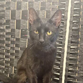 Domestic Short Hair Cats Available for Adoption in Garfield, Arkansas - Diesel | PetCurious