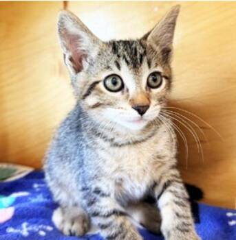 TATUM -  Tabby Cat for Adoption in San Clemente, California - TATUM | PetCurious
