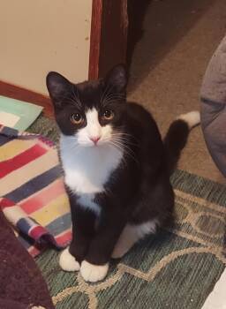 Tuxedo Cats Available for Adoption - Slightly  | PetCurious