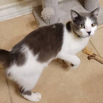 Rescue Domestic Short Hair Cats for Adoption in Austin, Texas - Sweet Belle | PetCurious