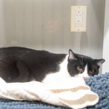 Tuck -  American Shorthair Cat for Adoption in Pawling, New York - Tuck | PetCurious