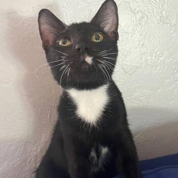 Rescue Domestic Short Hair Cats for Adoption in Miami, Florida - COURTESY POST: Wallace | PetCurious