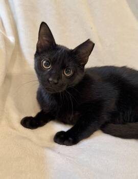 Spooky -  Domestic Short Hair Cat for Adoption in Greensboro, North Carolina - Spooky | PetCurious