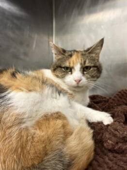 Domestic Short Hair Cats Available for Adoption in Hagerstown, Maryland - MARY JANE | PetCurious