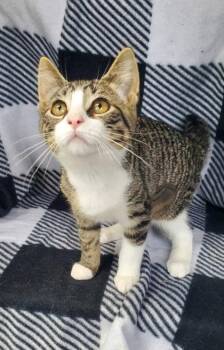 7096 (Honey) -  Domestic Short Hair Cat for Adoption in Lake City, Michigan - 7096 (Honey) | PetCurious
