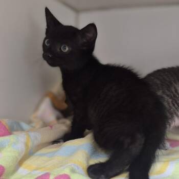 Catnip Stevens -  Domestic Short Hair Cat for Adoption in Newark, New Jersey - Catnip Stevens | PetCurious