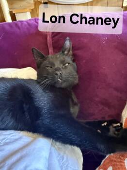Rescue Domestic Short Hair Cats for Adoption in Albuquerque, New Mexico - Lon Chaney | PetCurious