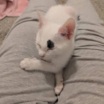 Moe -  Domestic Short Hair Cat for Adoption in Opelika, Alabama - Moe | PetCurious