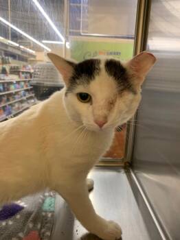 Alfie -  Domestic Short Hair Cat for Adoption in Cumming, Georgia - Alfie | PetCurious