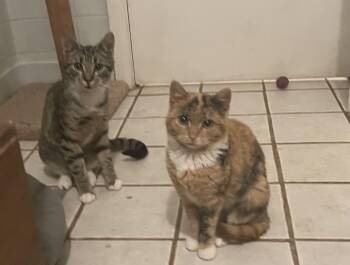 Domestic Short Hair Cats Available for Adoption - Teddy And Marlene | PetCurious