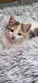 Aurora -  Domestic Short Hair Cat for Adoption in Adrian, Michigan - Aurora | PetCurious