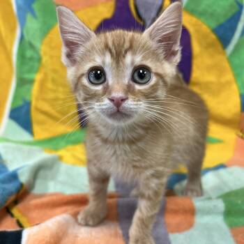 Rocket -  Domestic Short Hair Cat for Adoption in Bear, Delaware - Rocket | PetCurious