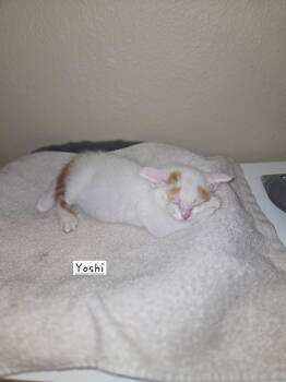 Yoshi Haru -  Siamese Cat for Adoption in Phoenix, Arizona - Yoshi Haru | PetCurious