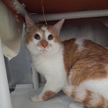 Pepito -  Domestic Short Hair Cat for Adoption in Murray, Utah - Pepito | PetCurious