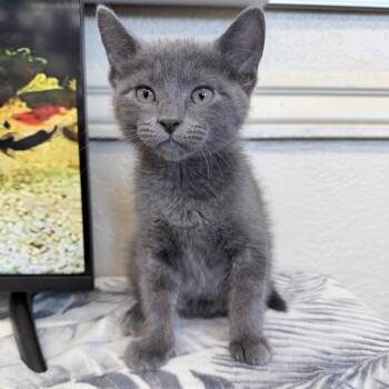 Domestic Medium Hair Cats Available for Adoption in Medford, Oregon - Zach | PetCurious