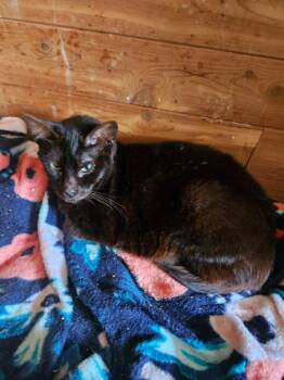 Blackberry/Wasp -  Domestic Short Hair Cat for Adoption in North Richland Hills, Texas - Blackberry/Wasp | PetCurious