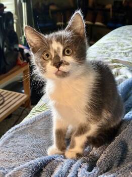 Finley -  Domestic Short Hair Cat for Adoption in The Woodlands, Texas - Finley | PetCurious