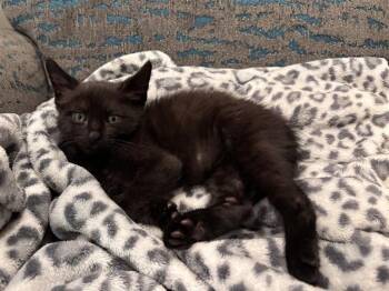 REEBOK -  Domestic Short Hair Cat for Adoption in Colorado Springs, Colorado - REEBOK | PetCurious