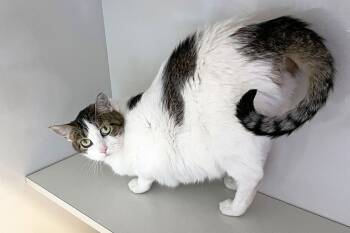 Megan -  Domestic Short Hair Cat for Adoption in Lincoln, Nebraska - Megan | PetCurious