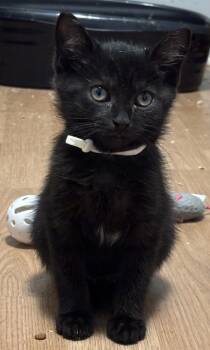 Cassius -  Domestic Short Hair Cat for Adoption in Hoffman Estates, Illinois - Cassius | PetCurious