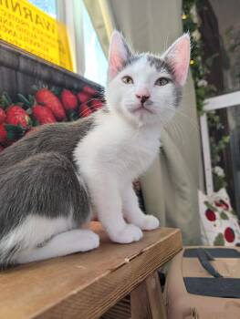 Kevin -  Domestic Short Hair Cat for Adoption in Beaverton, Oregon - Kevin | PetCurious