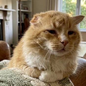 Jonesy -  Domestic Medium Hair Cat for Adoption in Pittsfield, Illinois - Jonesy | PetCurious
