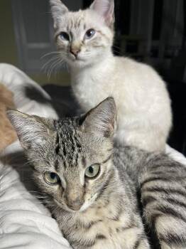 Domestic Short Hair Cats Available for Adoption - Brie (bonded With Ricotta) | PetCurious