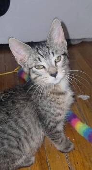 Pistachio -  Domestic Short Hair Cat for Adoption in Cloquet, Minnesota - Pistachio | PetCurious