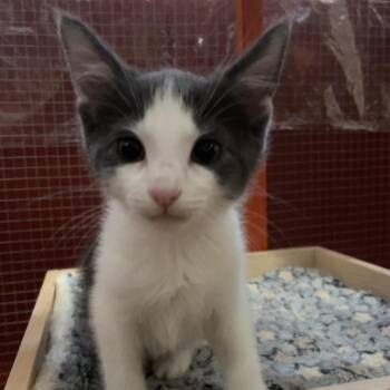 Possum Holler -  Domestic Short Hair Cat for Adoption in Fredericksburg, Virginia - Possum Holler | PetCurious