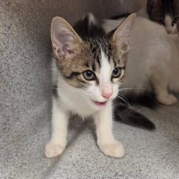 Dino -  Domestic Short Hair Cat for Adoption in Chattanooga, Tennessee - Dino | PetCurious
