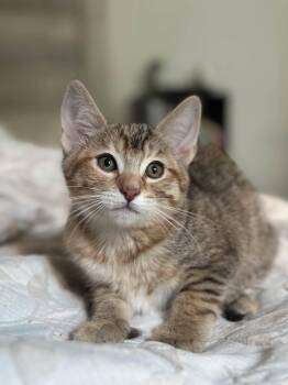 Mila -  Tabby and Domestic Short Hair Cat for Adoption in Walnut Creek, California - Mila | PetCurious