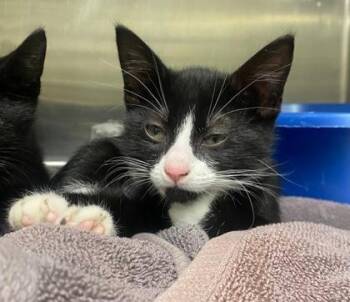 Coraline -  Domestic Short Hair Cat for Adoption in Hobart, Indiana - Coraline | PetCurious