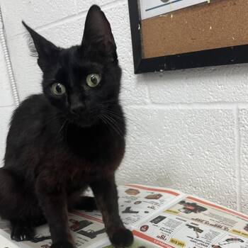 Domestic Short Hair Cats Available for Adoption in Edinburg, Texas - Polly Pocket | PetCurious