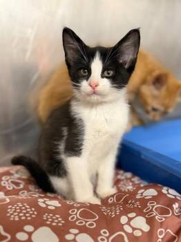 Taurus -  Domestic Medium Hair Cat for Adoption in Carthage, Missouri - Taurus | PetCurious