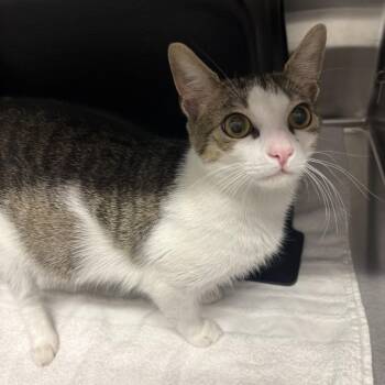 Domestic Short Hair Cats Available for Adoption in Morganton, North Carolina - Ric Flair | PetCurious