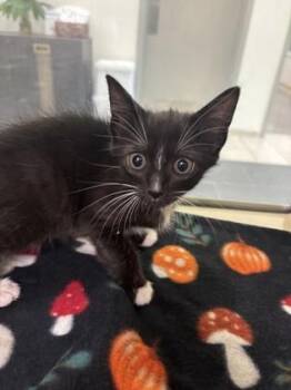 Prada -  Domestic Short Hair Cat for Adoption in Daphne, Alabama - Prada | PetCurious