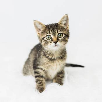 Rescue Domestic Short Hair Cats for Adoption in Saint Paul, Minnesota - Fable | PetCurious