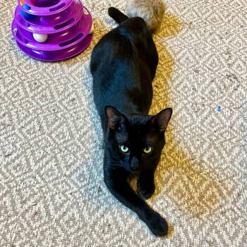 Rescue Domestic Short Hair Cats for Adoption - Bigelow Blake | PetCurious