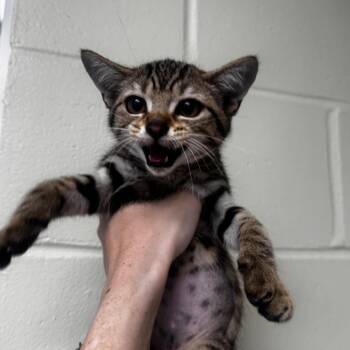 Rea 28579 -  Domestic Short Hair Cat for Adoption in Middleburg, Florida - Rea 28579 | PetCurious