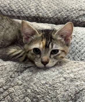 Rescue Domestic Short Hair Cats for Adoption in Sioux Falls, South Dakota - Cinnabon | PetCurious