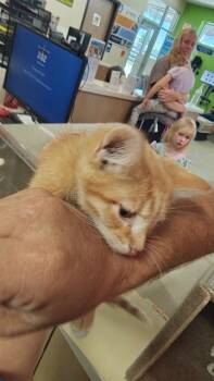 A800632 -  Domestic Short Hair Cat for Adoption in Louisville, Kentucky - A800632 | PetCurious