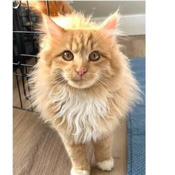 Tabby Cats Available for Adoption - Julius | PetCurious