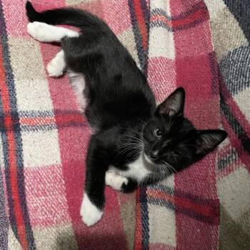 Lollapalooza -  Domestic Short Hair Cat Available for Adoption in Westminster, California - Lollapalooza | PetCurious