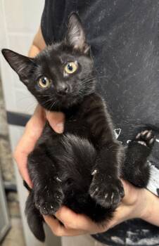 Domestic Short Hair Cats Available for Adoption - Button | PetCurious