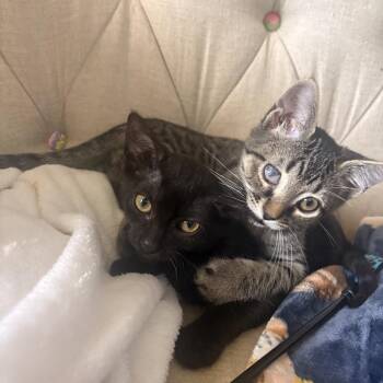 Barnacle -  Domestic Short Hair Cat for Adoption in San Antonio, Texas - Barnacle | PetCurious