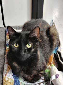 Rescue Tortoiseshell Cats for Adoption in York, South Carolina - Blossom | PetCurious