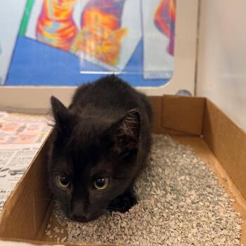 Clydesdale -  Domestic Short Hair Cat for Adoption in Cheyenne, Wyoming - Clydesdale | PetCurious